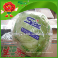 2015 Chinese decorative round shape green iceberg lettuce